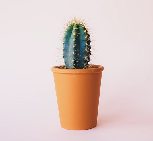Plante d’intérieur